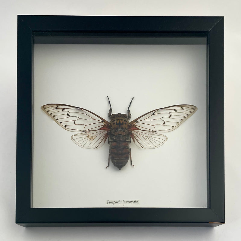 Framed Emperor Cicada