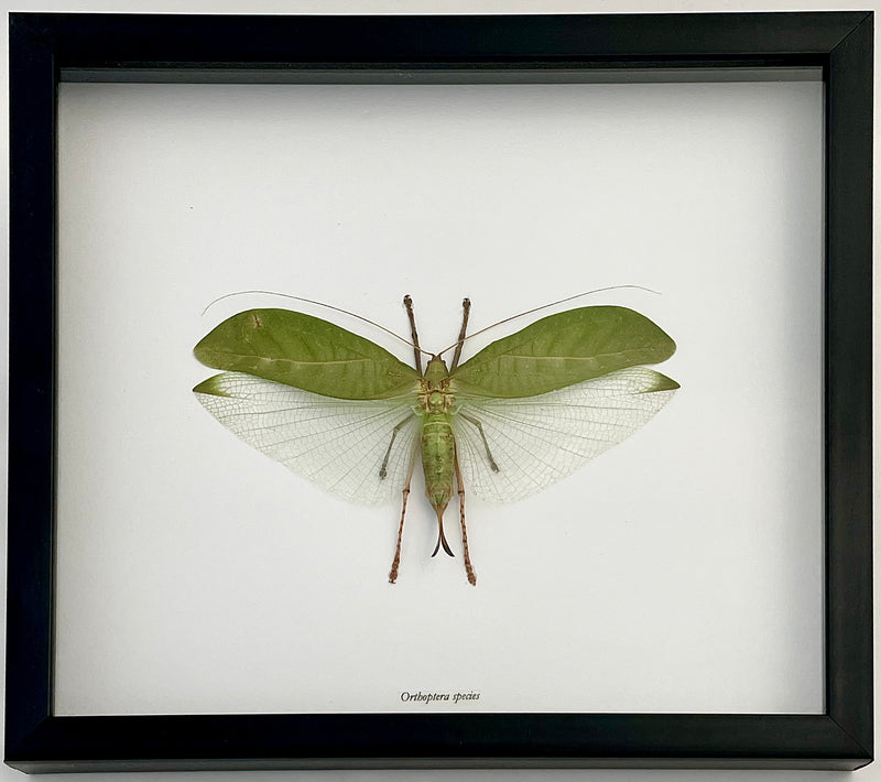 Framed Katydid Grasshopper