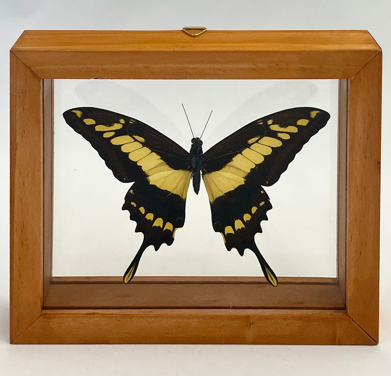 Framed King Swallowtail Butterfly