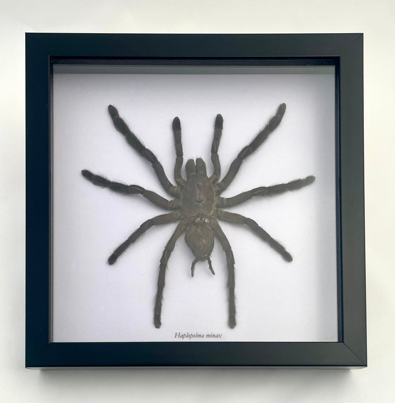 Framed Thailand Black Tarantula