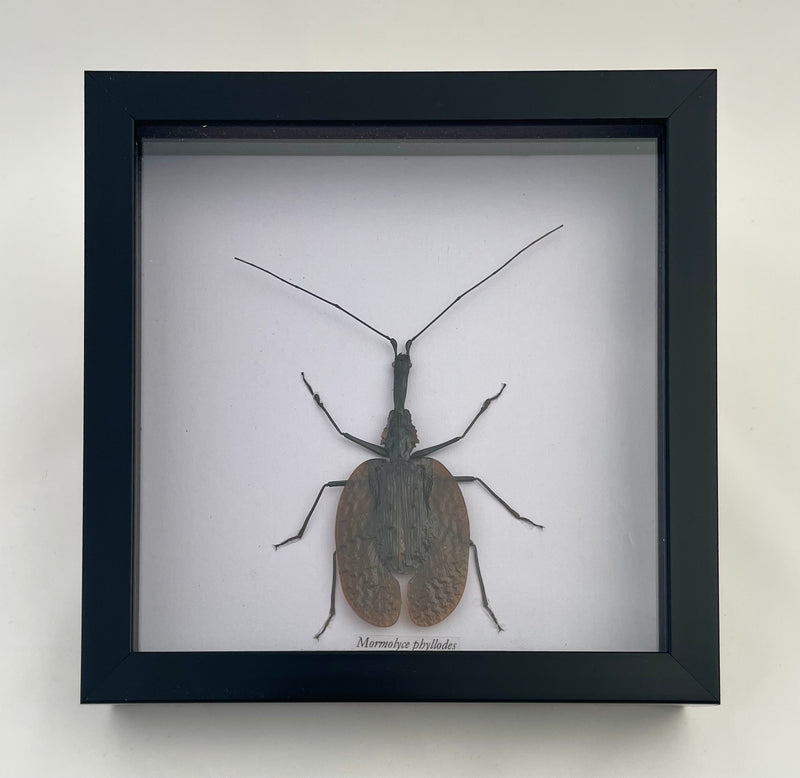 Framed Violin Beetle