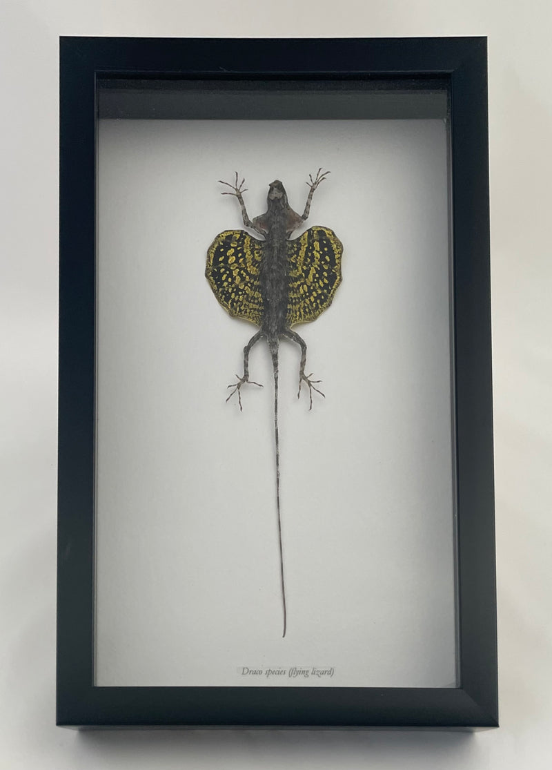 Framed Yellow Flying Lizard