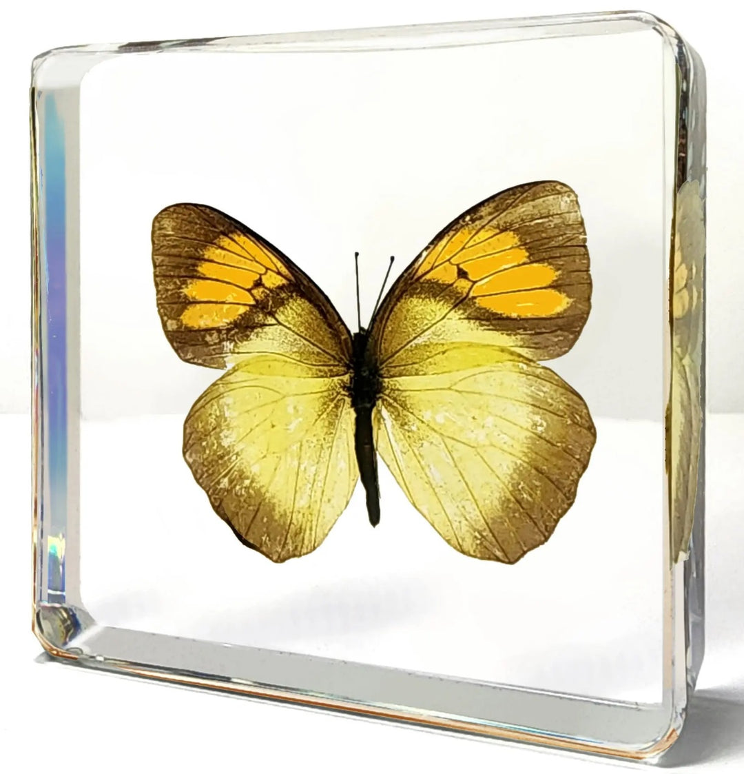 Orange Tip Butterfly in Resin