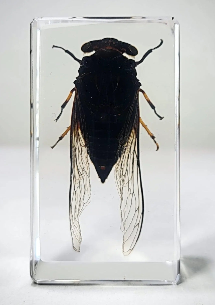 Cicada in Resin