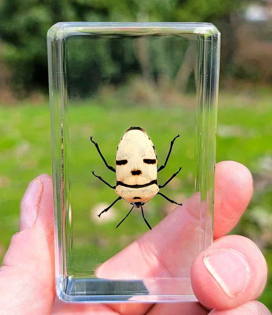 Man Face Bug in Resin