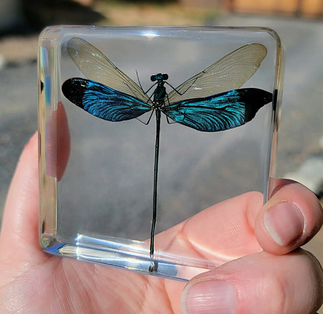Metalwing Damselfy in Resin