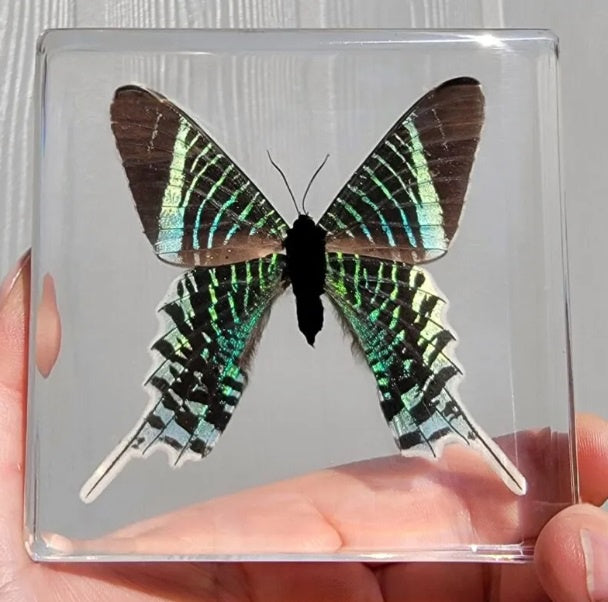 Green Banded Urania in Resin