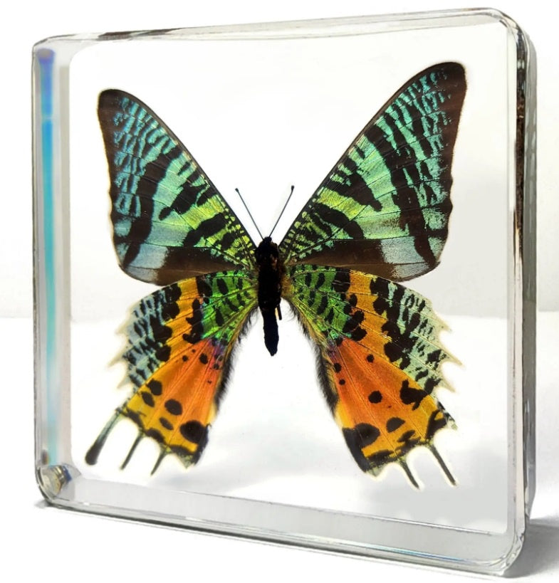 Sunset Moth in Resin