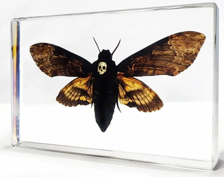 Death's Head Moth in Resin