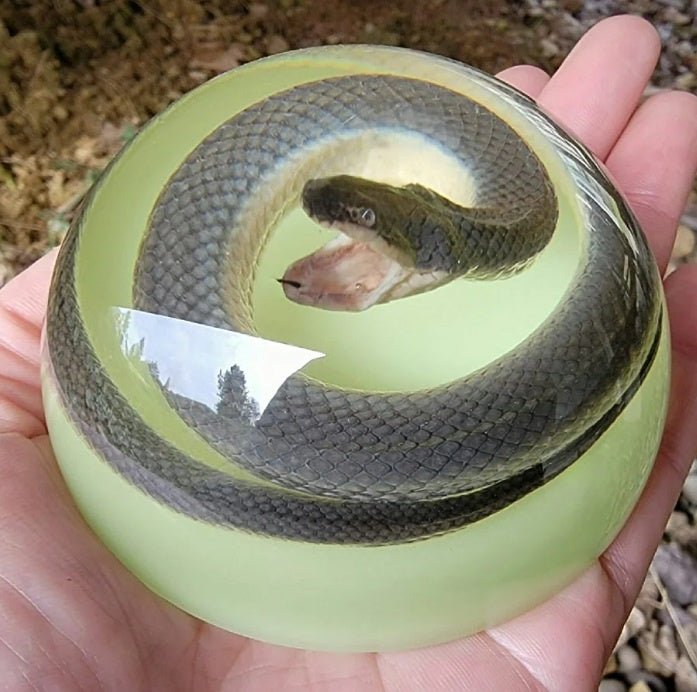 Snake in Resin