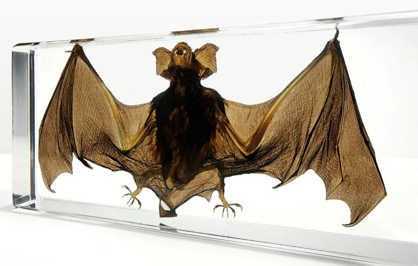 Bat in Resin