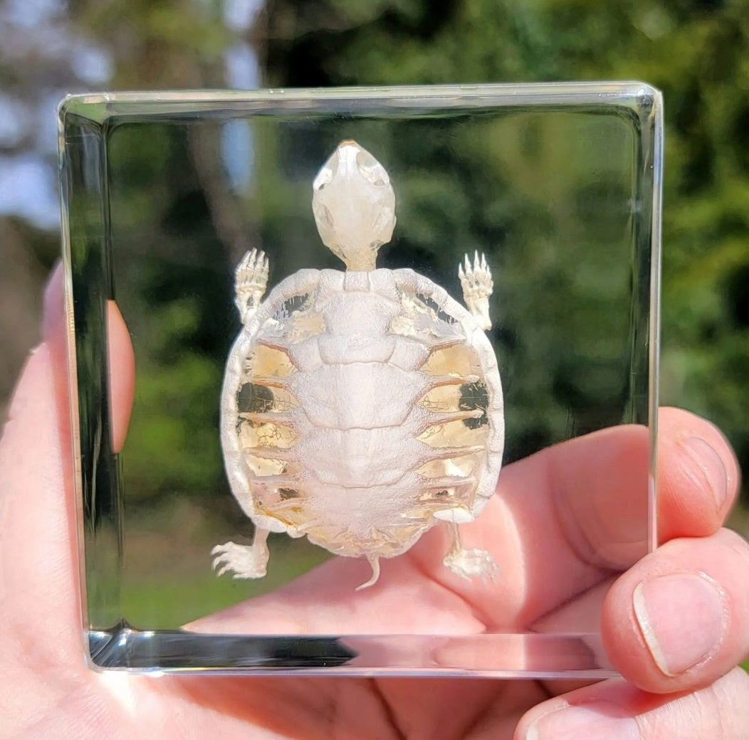 Turtle Skeleton in Resin